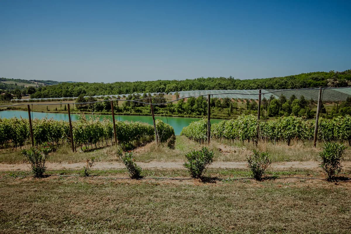 Chez Jean Jacques Cachard à Cazes-Mondenard, photo 21